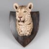 Taxidermy Leopard Head