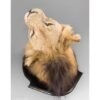 Taxidermy Lion Head - Image 7