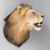 Taxidermy Lion Head - Image 6