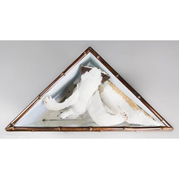 Taxidermy Ptarmigans - Image 5