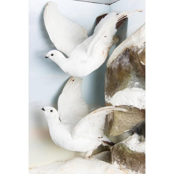 Taxidermy Ptarmigans - Image 2