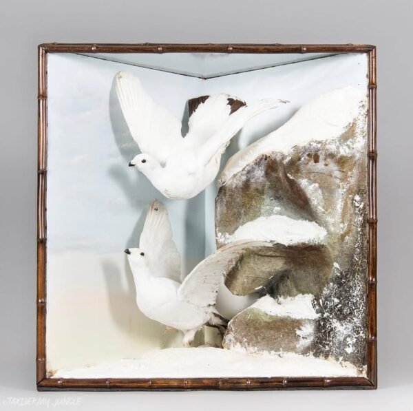 Taxidermy Ptarmigans