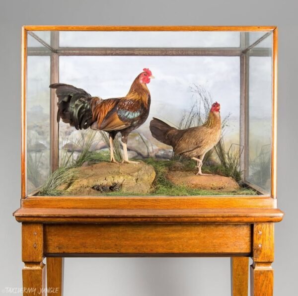 Taxidermy Red Jungle Fowl