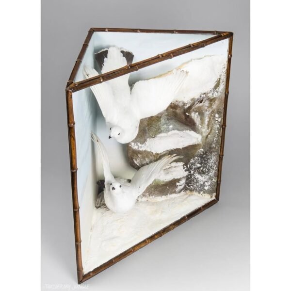 Taxidermy Ptarmigans - Image 4