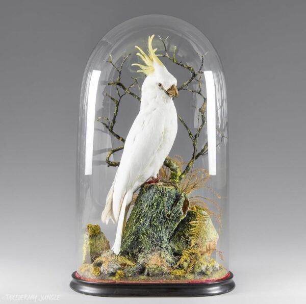 Taxiderny Sulphur Crested Cockatoo