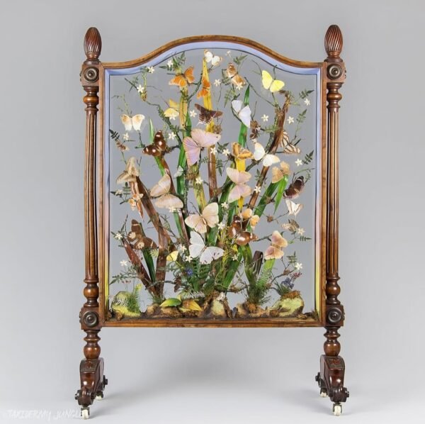 Taxidermy Butterfly & Moth Firescreen