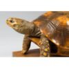 Taxidermy Tortoise - Image 6