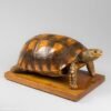 Taxidermy Tortoise