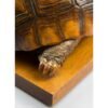 Taxidermy Tortoise - Image 3