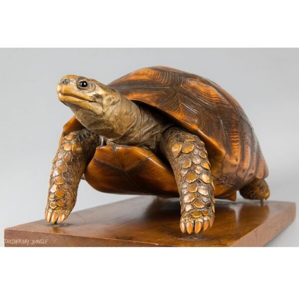 Taxidermy Tortoise - Image 5