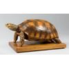 Taxidermy Tortoise - Image 4