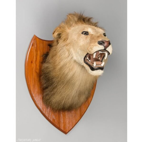 Taxidermy Lion Head - Image 2