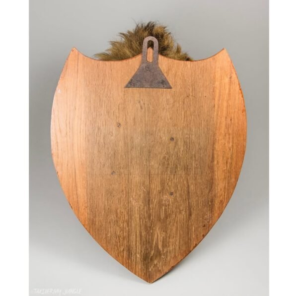 Taxidermy Lion Head - Image 6