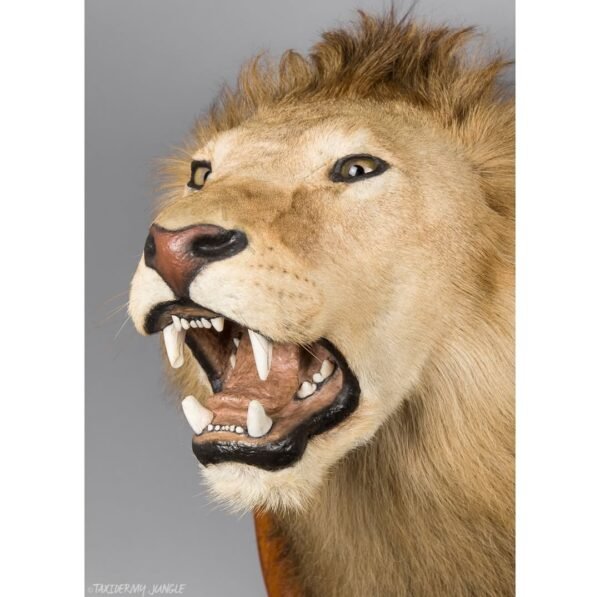 Taxidermy Lion Head - Image 3