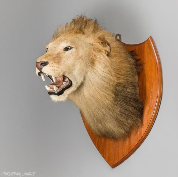 Taxidermy Lion Head