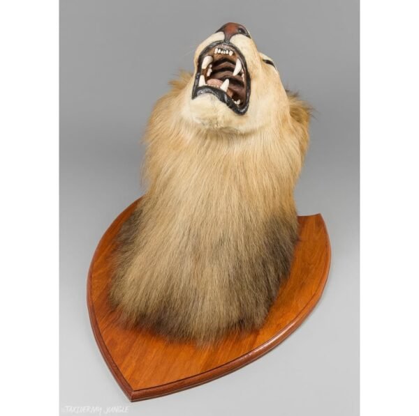 Taxidermy Lion Head - Image 4