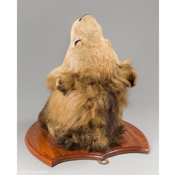 Taxidermy Lion Head - Image 5