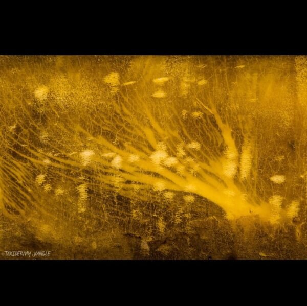 Taxidermy Elephant Skin Table - Image 6