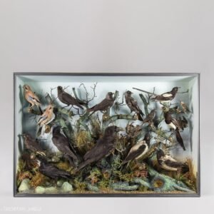 Taxidermy Corvids