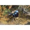 Taxidermy Exotic Birds - Image 5