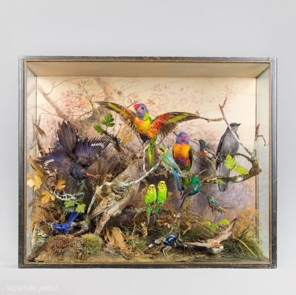 Taxidermy Exotic Birds