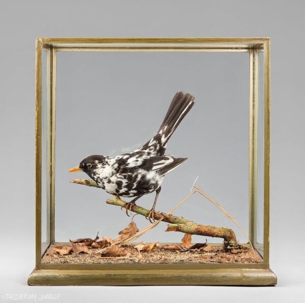Taxidermy Pied Blackbird