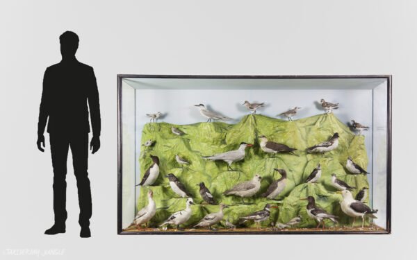 Taxidermy Seabirds - Image 11